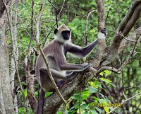 Semnopithecus entellus - Hanuman Langur