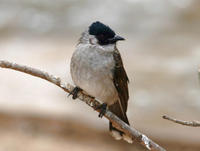 Image of: Pycnonotus aurigaster (sooty-headed bulbul)