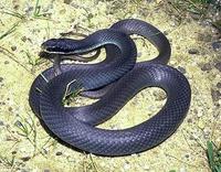 Image of: Coluber constrictor (blue racer)