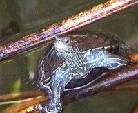 Mauremys rivulata - Caspian Pond Turtle