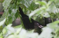 Sooty Babbler - Stachyris herberti