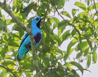 Blue Cotinga (Cotinga nattererii) photo