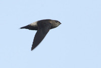 Band-rumped Swift (Chaetura spinicauda) photo