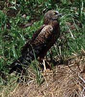 African Marsh-Harrier - Circus ranivorus