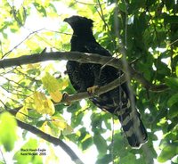 Black Hawk-Eagle - Spizaetus tyrannus