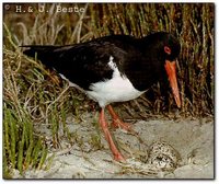 Pied Oystercatcher - Haematopus longirostris