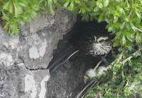 Andean Tit-Spinetail (Leptasthenura andicola) photo