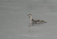 Long-billed Murrelet - Brachyramphus perdix