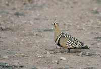 Painted Sandgrouse - Pterocles indicus