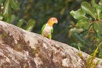 White-bellied Parrot - Pionites leucogaster