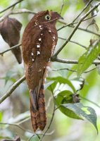 Rufous Potoo - Nyctibius bracteatus