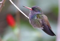 White-chinned Sapphire - Hylocharis cyanus