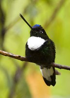 Collared Inca - Coeligena torquata