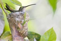 Oasis Hummingbird - Rhodopis vesper