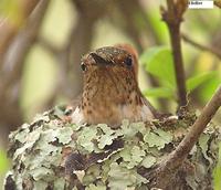 Scintillant Hummingbird - Selasphorus scintilla