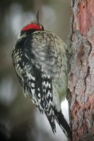 Yellow-bellied Sapsucker - Sphyrapicus varius