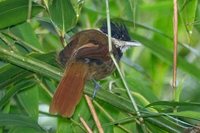 White-bearded Antshrike - Biatas nigropectus