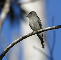 Tropical Pewee - Contopus cinereus