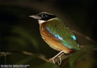 Blue-winged Pitta - Pitta moluccensis