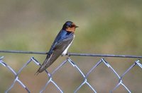 Welcome Swallow - Hirundo neoxena