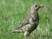 Mistle Thrush - Turdus viscivorus