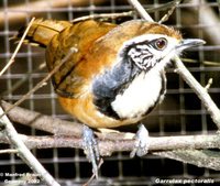 Greater Necklaced Laughingthrush - Garrulax pectoralis