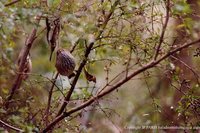 Brown Thornbill - Acanthiza pusilla