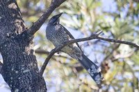 Brush Wattlebird - Anthochaera chrysoptera