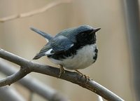 Black-throated Blue Warbler - Dendroica caerulescens