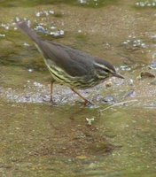 Northern Waterthrush - Seiurus noveboracensis