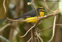 Spectacled Redstart - Myioborus melanocephalus