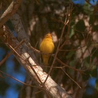 Saffron Finch - Sicalis flaveola