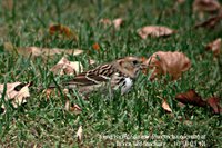 Harris' Sparrow - Zonotrichia querula