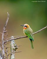 White-fronted Bee-eater