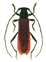소주홍하늘소 - Amarysius sanguinipennis