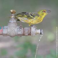 Village Weaver, Ploceus cucullatus