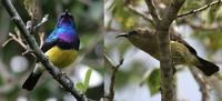 Variable Sunbird