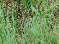 Harlequin Quail (Coturnix delegorguei)