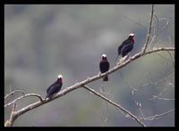 White-capped Tanagers (Sericossypha albocristata)