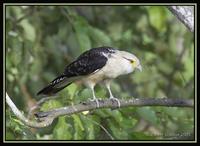 Yellow-headed Caracara 1