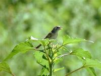 Botteri's sparrow (Aimophila botterii)