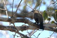 Bay-winged  cowbird   -   Molothrus  badius   -