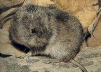 MEADOW VOLES (Microtus pennsylvanicus)