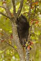 Common Porcupine ( Erethizon dorsatum ) , baby climbing in tree , Kettle River , Minnesota , USA...