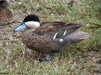 Puna Teal (Anas versicolor puna)