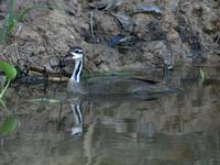 Sungrebe