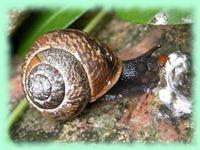 Arianta arbustorum (Linnaeaus,
