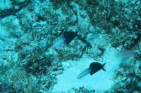 blackfin goby