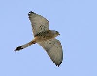 Lesser Kestrel (Falco naumanni)