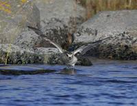 Grey Plover (Pluvialis squatarola)